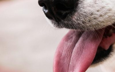 Danni ad animali da affezione: tutela i tuoi amici a quattro zampe